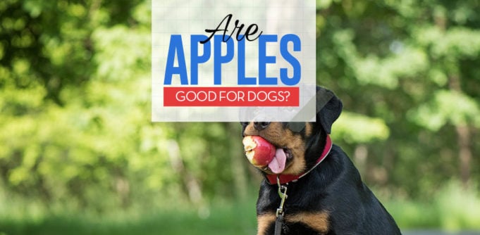 Can Dogs Eat Apples - 8 Potential Benefits and 3 Precautions