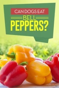 Can Dogs Eat Bell Peppers