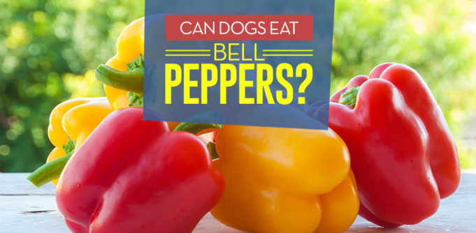 Can Dogs Eat Bell Peppers - 9 Potential Benefits and Side Effects