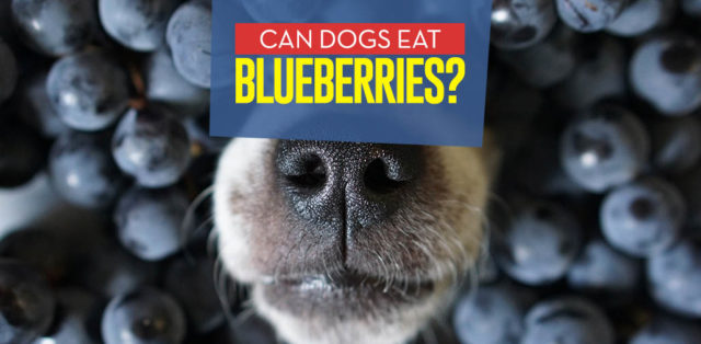 Can Dogs Eat Blueberries - Analysis of Proven Benefits