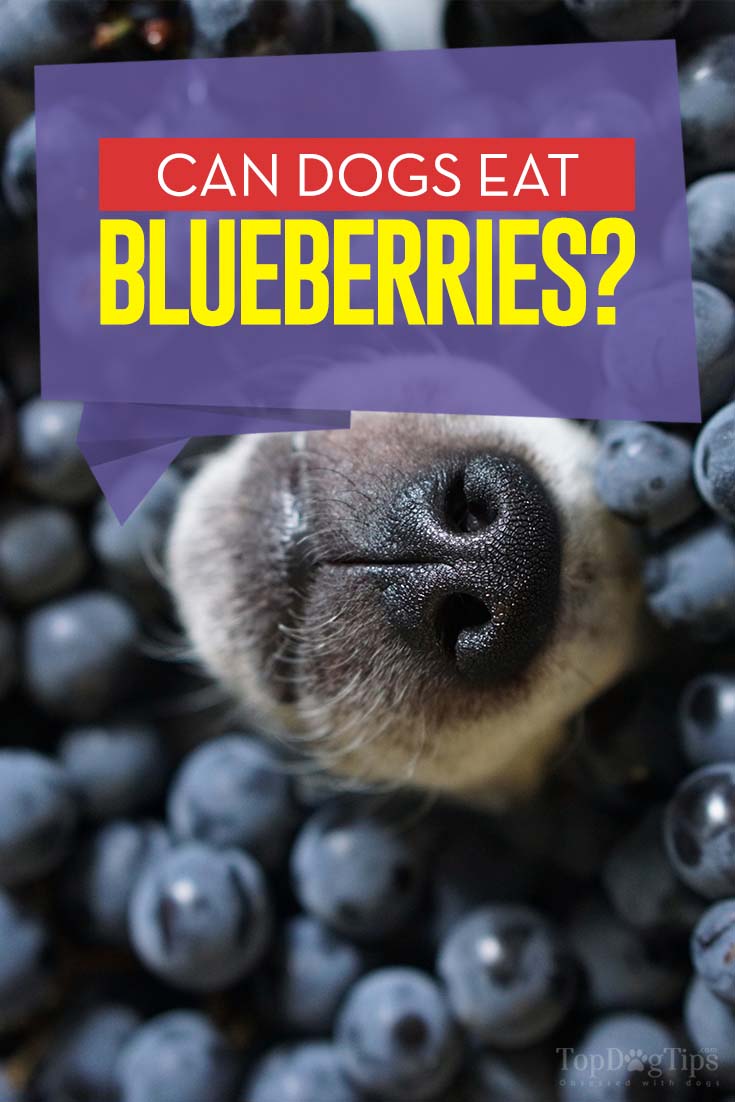 Can Dogs Eat Blueberries