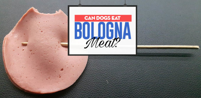 Can Dogs Eat Bologna Meat