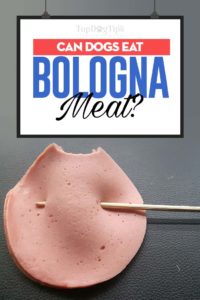 Can Dogs Eat Bologna Meat - Benefits and 7 Potential Side Effects