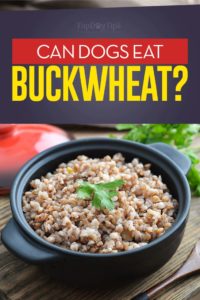 Can Dogs Eat Buckwheat