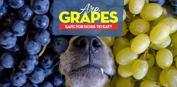 Can Dogs Eat Grapes