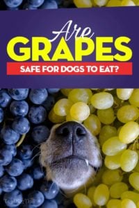 Can Dogs Eat Grapes - Grape Toxicosis and Dangers Explained