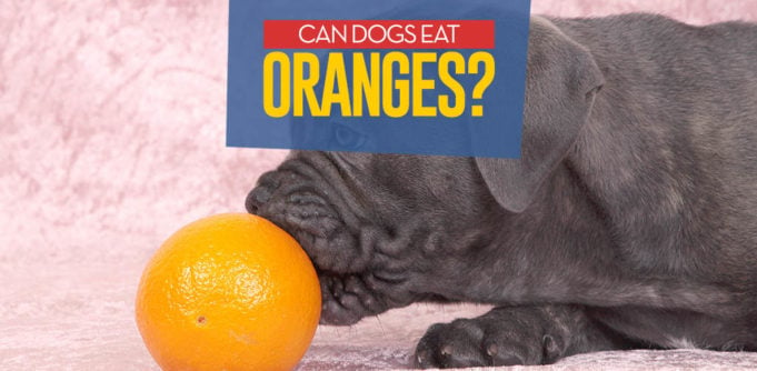 Can Dogs Eat Oranges