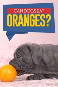 Can Dogs Eat Oranges - 7 Potential Benefits and Side Effects