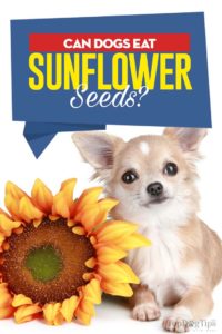 Can Dogs Eat Sunflower Seeds