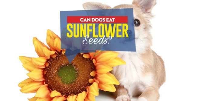 Can Dogs Eat Sunflower Seeds -5 Benefits and 3 Side Effects