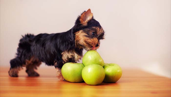 Can I give my dog apples