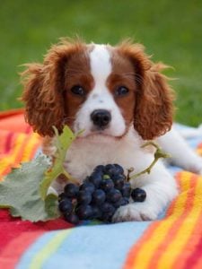 Can I give my dog grapes