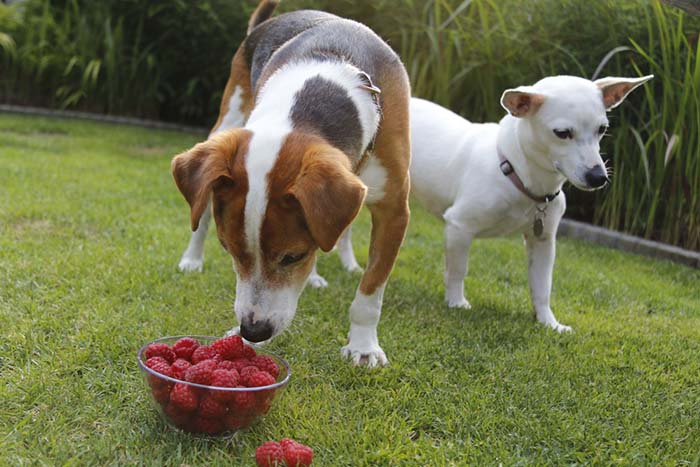 Can I give my dog raspberries?