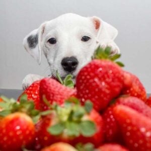 Can I give my dog strawberries