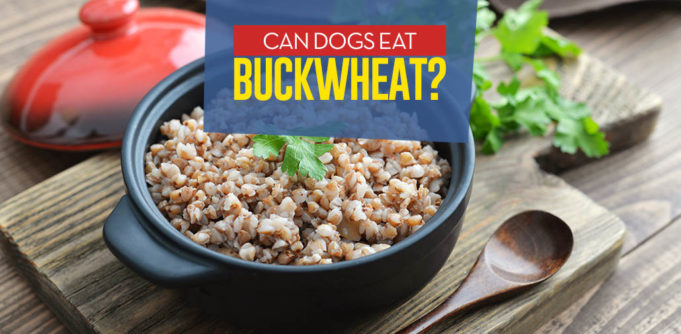 Can Our Dogs Eat Buckwheat