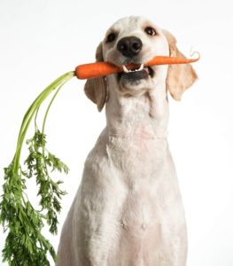 Homemade dog food for overweight dogs