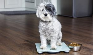 Can Overweight Dogs Be Put On a Diet