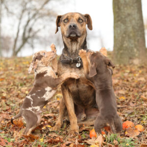 Catahoula Leopard Dog