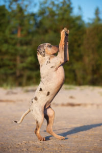 Catahoula Leopard Dog