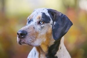 Catahoula Leopard Dog Breed Information