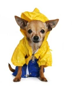 Do dogs really need best dog raincoats for rain