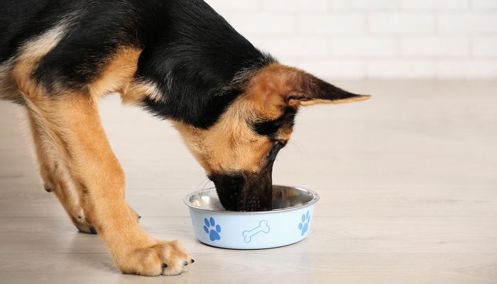 Dog eating hypoallergenic food from a bowl