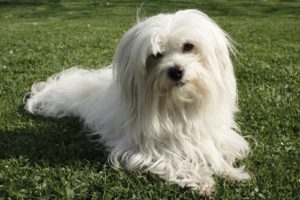 Coton de Tulear Dog Breed Lifespan