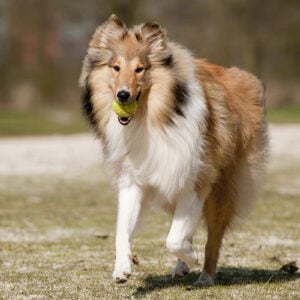 Scotch Collie Dog Breed Lifespan