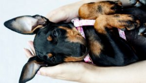 Toy Manchester Terrier Dog Breed Lifespan