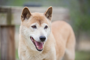 New Guinea Singing Dog Breed Lifespan