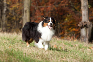 Australian Shepherd Dog Breed Lifespan