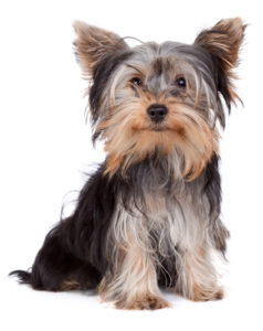 Yorkshire Terrier Dog Breed Lifespan