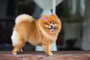 Pomeranian Dog Breed Lifespan