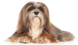 Lhasa Apso Dog Breed Lifespan