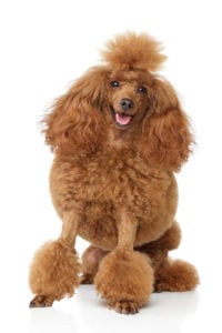 Toy Poodle Dog Breed Lifespan