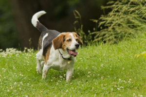 Beagle Dog Breed Lifespan