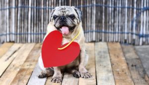 Pug Dog Breed Lifespan