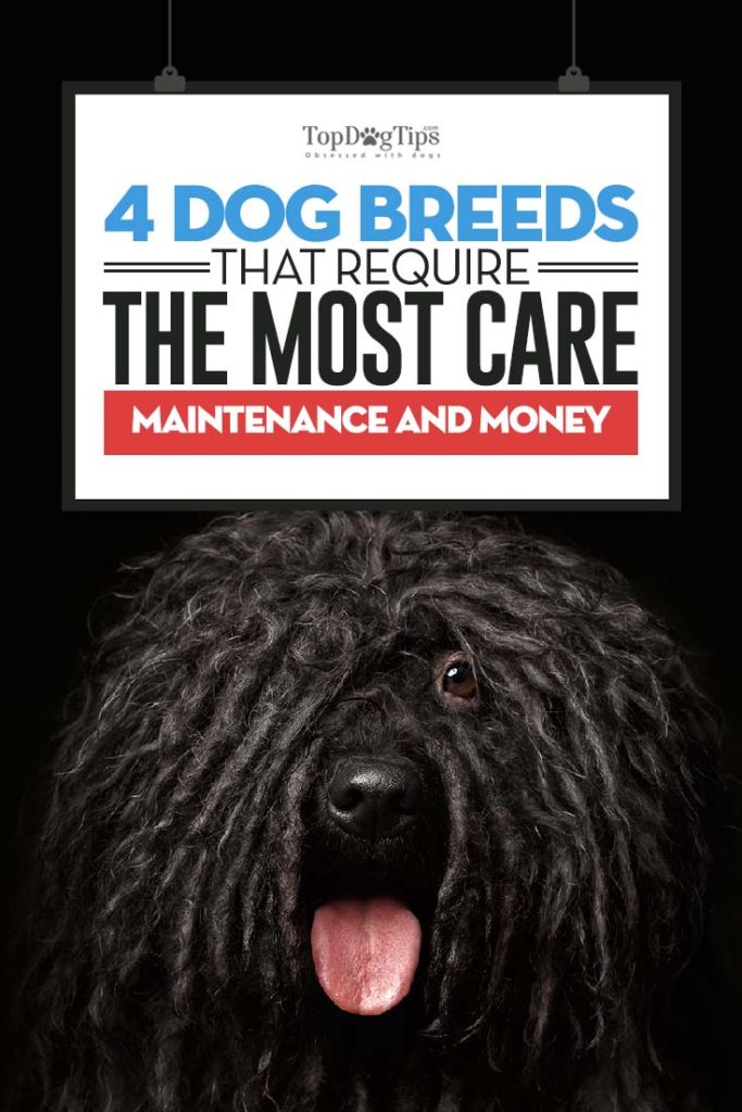 Dog Breeds That Require the Most Care