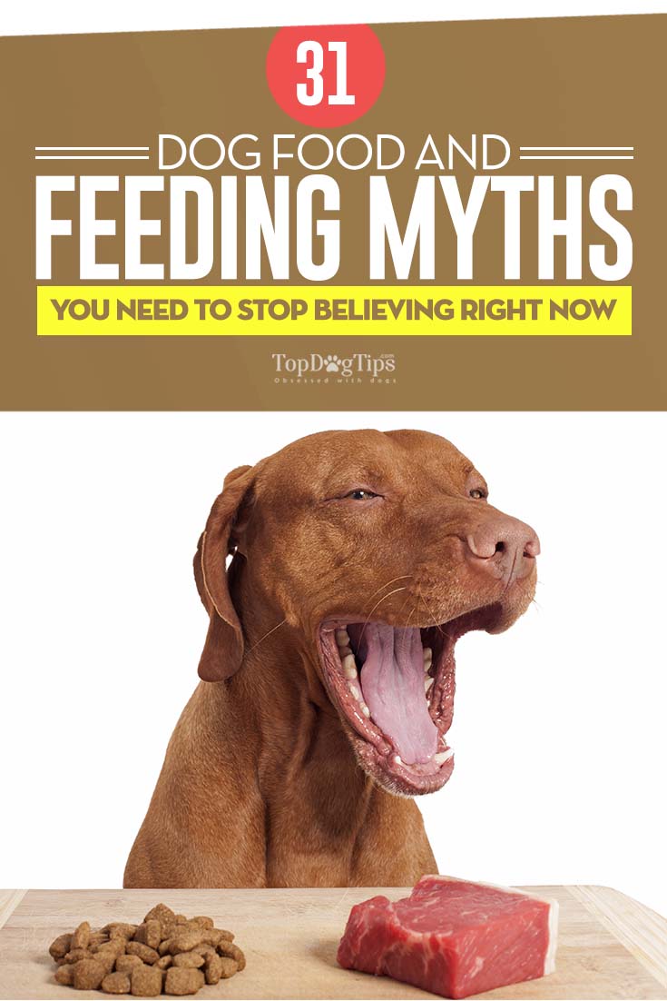 Dog Food and Feeding Myths Debunked