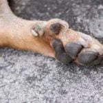 Dog dew claw