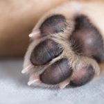 Dog paw pad