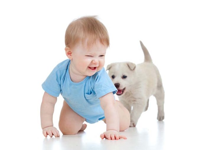 Dogs Are Like Human Toddlers More than Monkeys