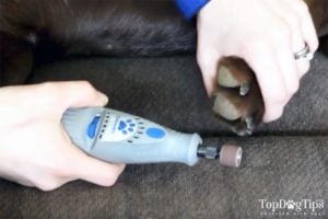 Dog Nail Grinders