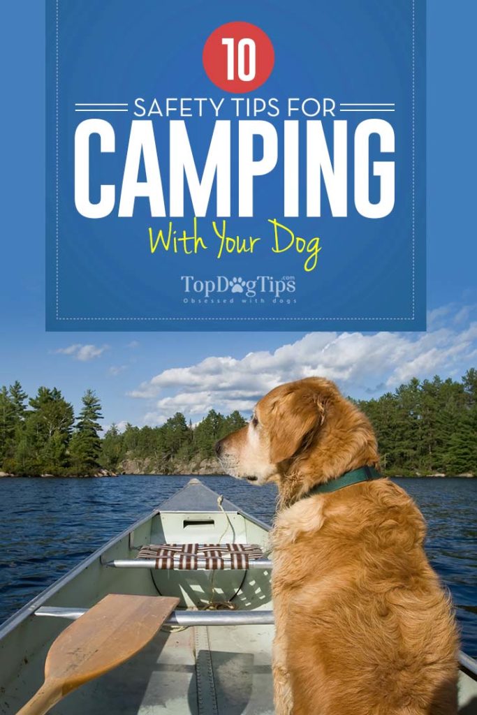 Essential Tips for Camping with Dogs