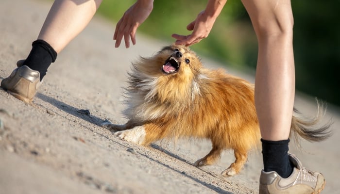 Fear Aggression in Dogs