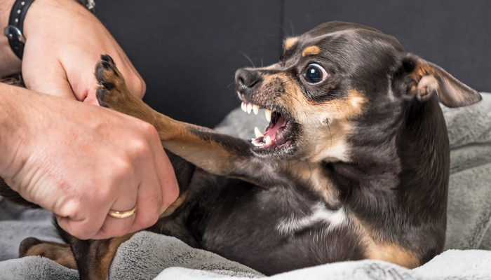 Fear Aggression in Dogs