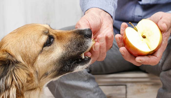 Health benefits of giving apple to dogs