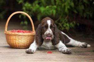 Health benefits of raspberries for dogs