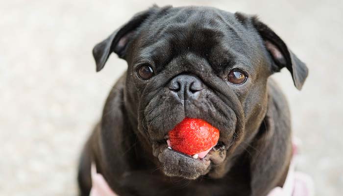 Health benefits of strawberries for dogs