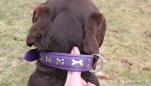 How To Fit A Dog Collar